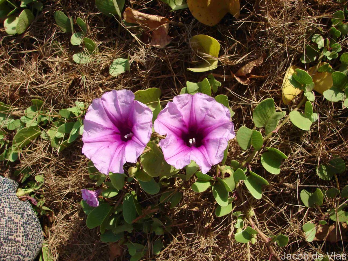 Ipomoea pes-caprae (L.) R.Br.